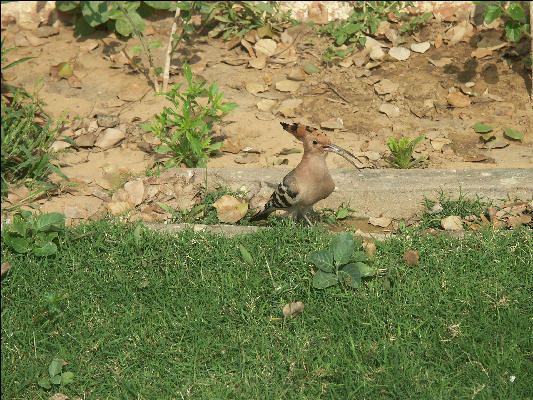 Pict2678 Bird In Jaipur