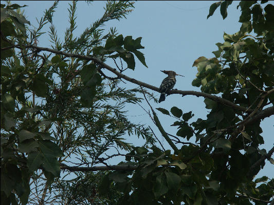 Pict2679 Bird In Tree Jaipur