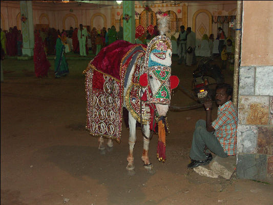 Pict2760 Wedding Horse Jaipur