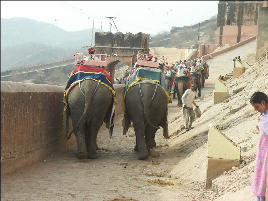 Pict2817 Amber Fort Elephant Traffic Jam Jaipur