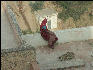 Pict2869 Worker Taking Break Amber Fort Jaipur