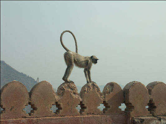 Pict2889 Monkey Amber Fort Jaipur