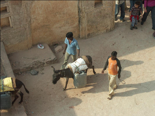 Pict2915 Donkey And Workers Amber Fort Jaipur