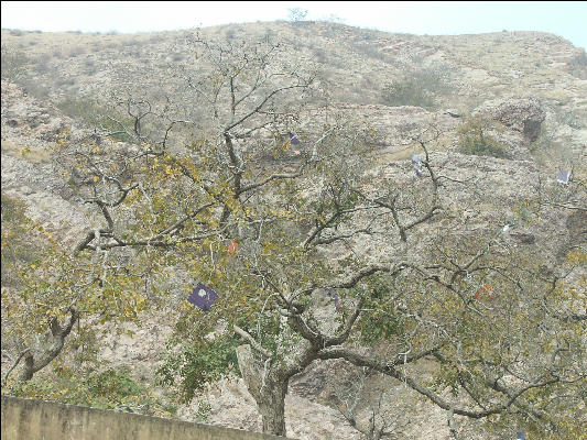 Pict2978 City Kites In Tree In Jaipur