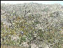 Pict2978 City Kites In Tree In Jaipur