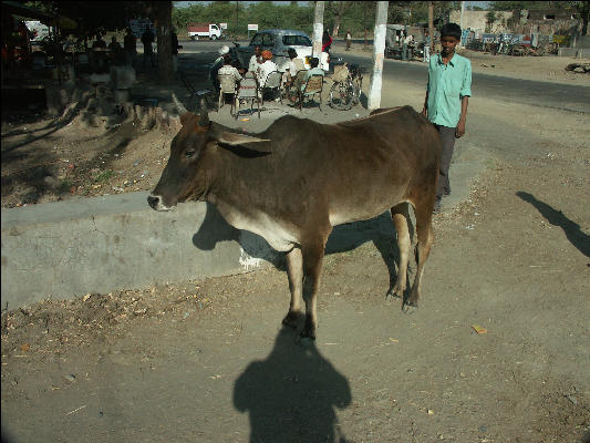 Pict2223 Road Cow Jodhpur