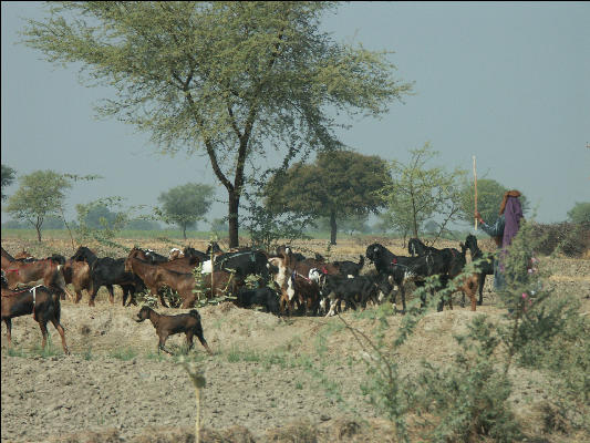 Pict3565 Herding Goats Near Keoladeo Ghana NP