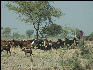 Pict3565 Herding Goats Near Keoladeo Ghana NP