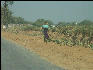 Pict3569 Woman On Road Side Carrying Load Near Keoladeo Ghana NP