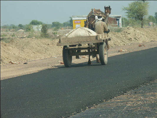 Pict3580 Camel Near Keoladeo Ghana NP