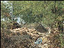 Pict3586 Dung Pile Near Keoladeo Ghana NP