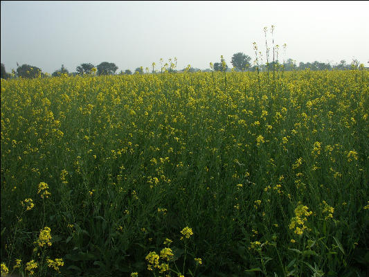 Pict3590 Mustard Growing Near Keoladeo Ghana NP