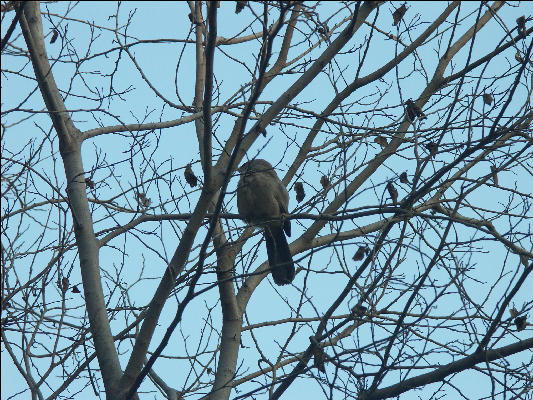 Pict3612 Owl In Keoladeo Ghana NP