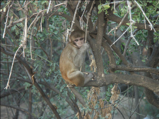 Pict3619 Monkey In Keoladeo Ghana NP
