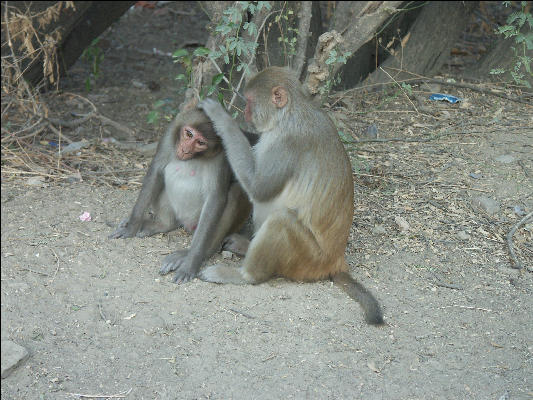 Pict3624 Monkey In Keoladeo Ghana NP