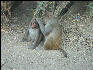 Pict3624 Monkey In Keoladeo Ghana NP