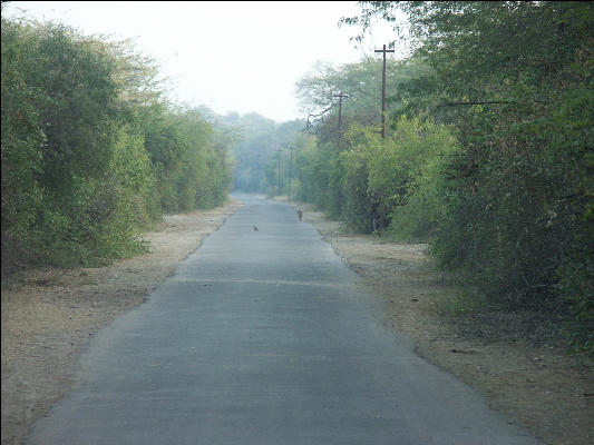 Pict3633 Road In Keoladeo Ghana NP