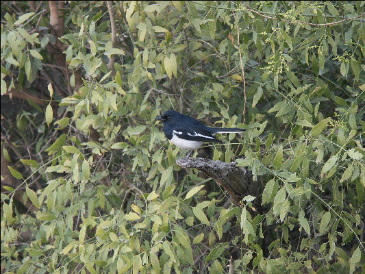 Pict3638 Bird In Keoladeo Ghana NP