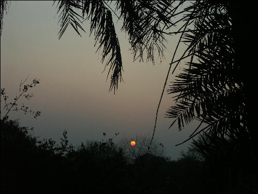 Pict3648 Sunset In Keoladeo Ghana NP