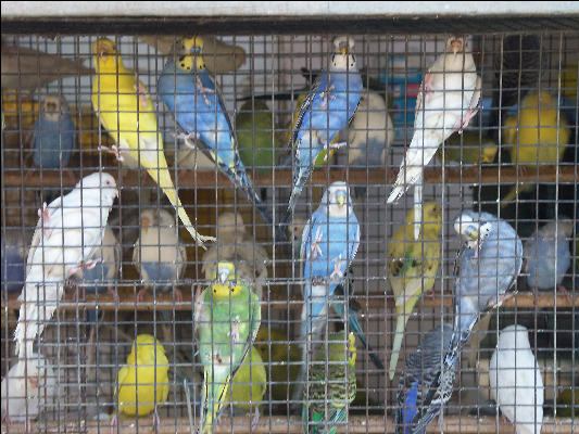 Pict1248 Market Birds Mumbai