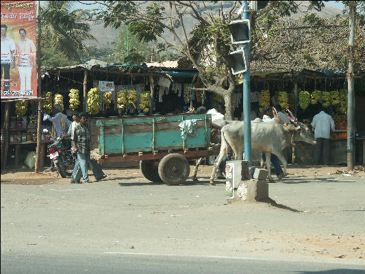 Pict0770 Cow Pulling Cart And Bananas Mysore