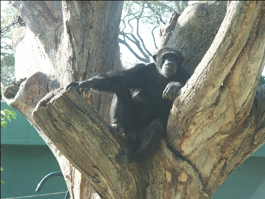 Pict0990 Monkey Zoo Mysore