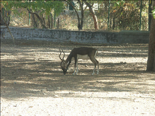 Pict1001 Black Buck Zoo Mysore