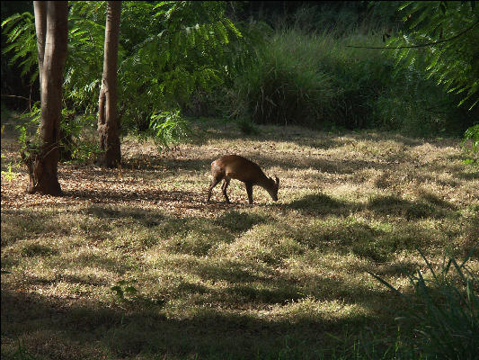 Pict1010 Muntjac In Zoo Mysore