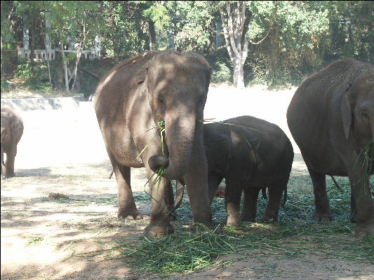 Pict1030 Asian Elephant In Zoo Mysore