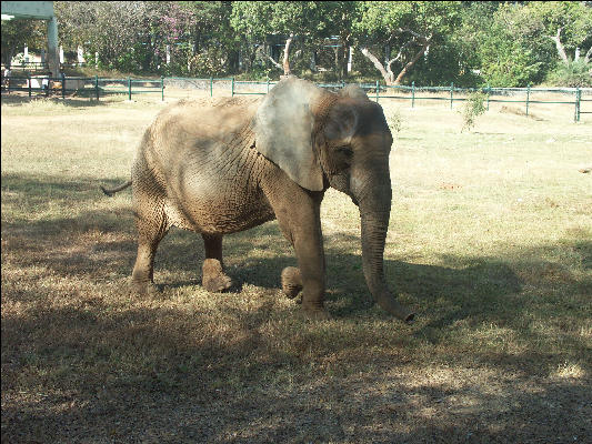 Pict1037 African Elephant In Zoo Mysore