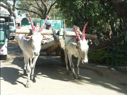 Pict1053 Cart In Zoo Mysore