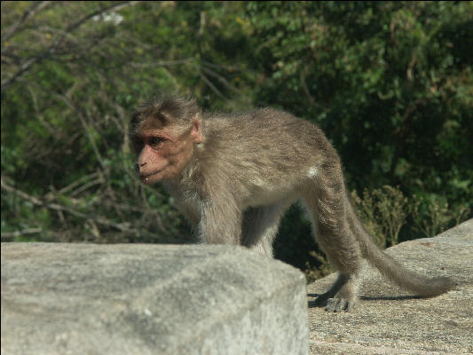 Pict1069 Monkey Sri Chamundeswari Temple Mysore