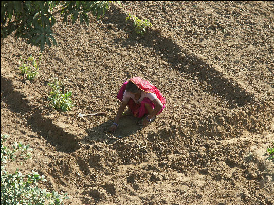 Pict2535 Woman In Field Pushkar