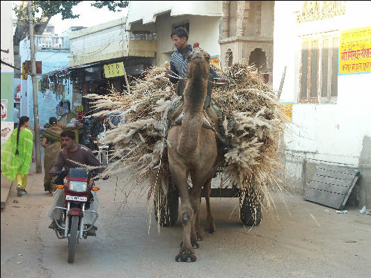 Pict2603 Camel Cart And Straw Pushkar