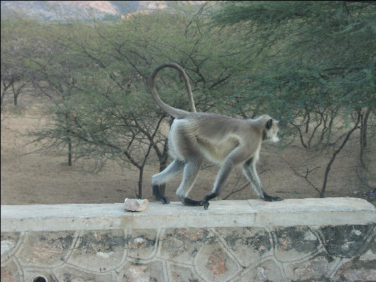 Pict2618 Monkey Pushkar