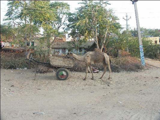 Pict2619 Camel Getting Reward Pushkar