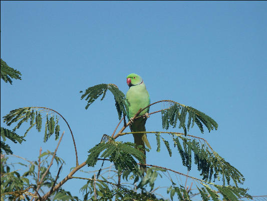 Pict2120 Green Parrot Rankapur