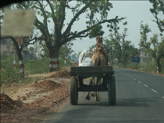 Pict3171 Camel Cart West Of Ranthambore National Park