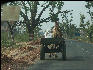Pict3171 Camel Cart West Of Ranthambore National Park