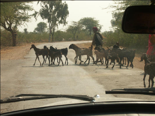 Pict3179 Road Crossing West Of Ranthambore National Park