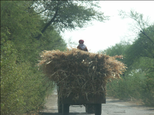 Pict3185 Hay On Cart Ranthambore National Park