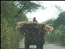 Pict3185 Hay On Cart Ranthambore National Park