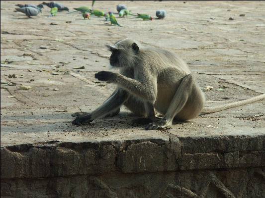 Pict3207 Monkey Ranthambore National Park