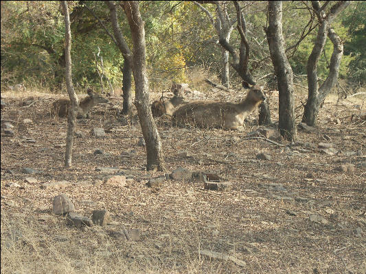 Pict3217 Sambar Ranthambore National Park