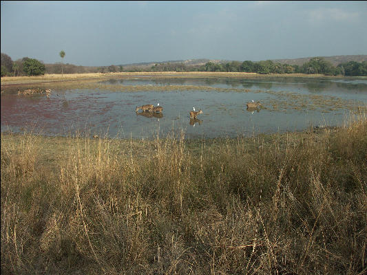 Pict3232 Sambar In Watering Hole Ranthambore National Park