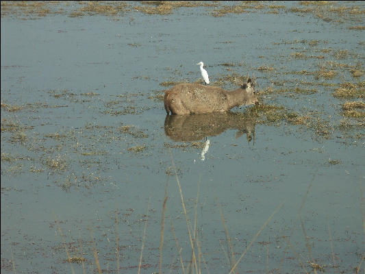 Pict3233 Sambar In Watering Hole Ranthambore National Park