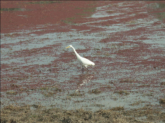 Pict3245 Water Bird Ranthambore National Park