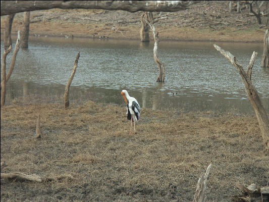 Pict3248 Water Bird Ranthambore National Park