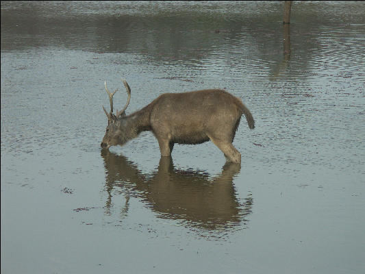 Pict3250 Sambar Pm Trip Ranthambore National Park