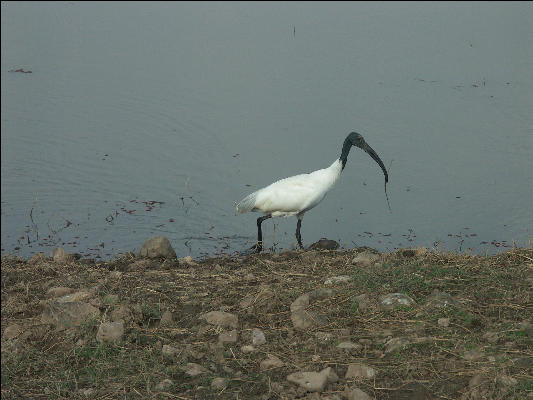 Pict3254 Water Bird Ranthambore National Park